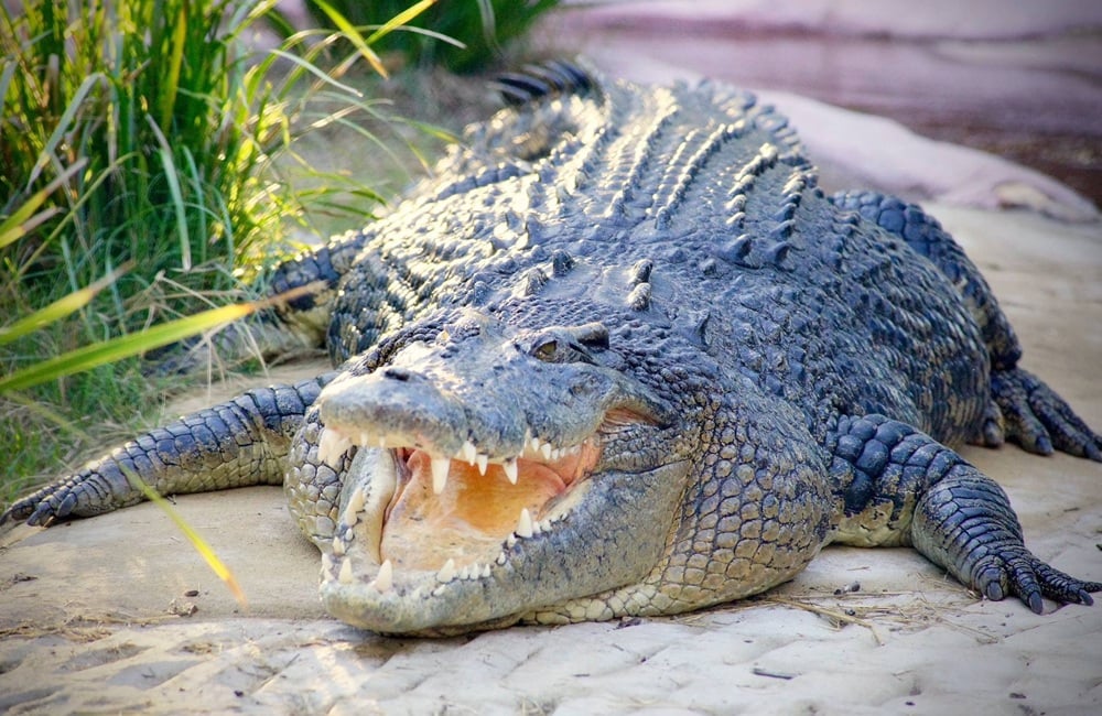 Fashion House Hermès Plans To Hold 50,000 Crocodiles On A Farm In Australia  - The Animal Rescue Site News